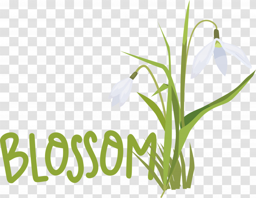 Plant Stem Galanthus M Snowdrop Font Spring Transparent PNG