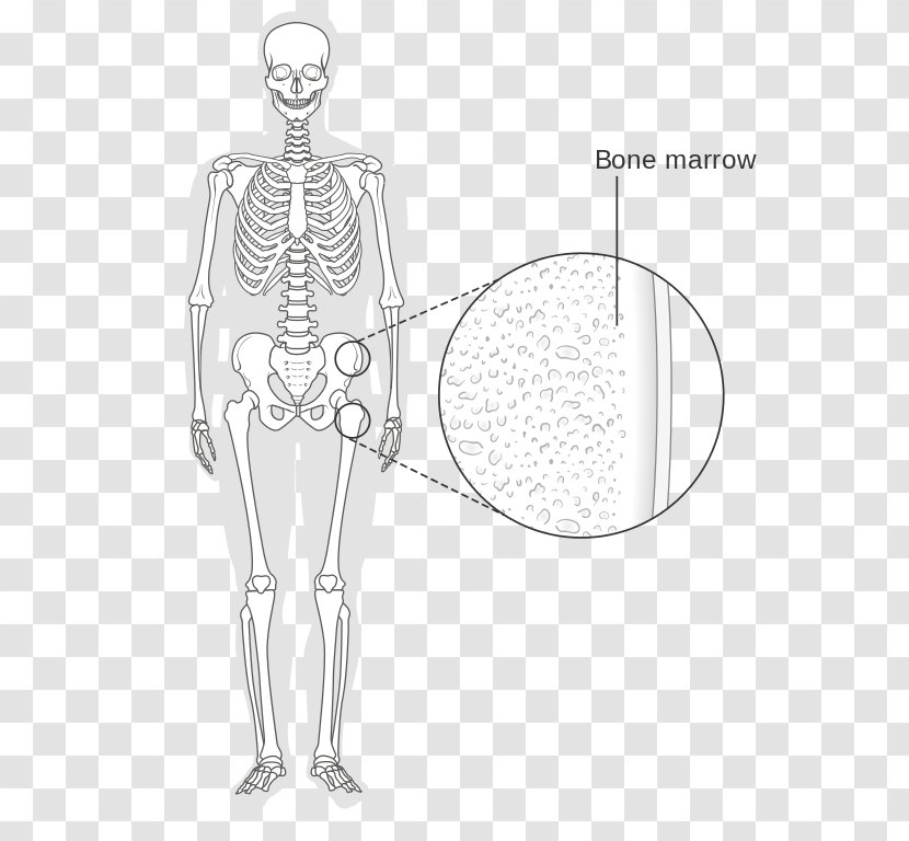 Bone Marrow Human Skeleton Wikimedia Commons - Flower Transparent PNG