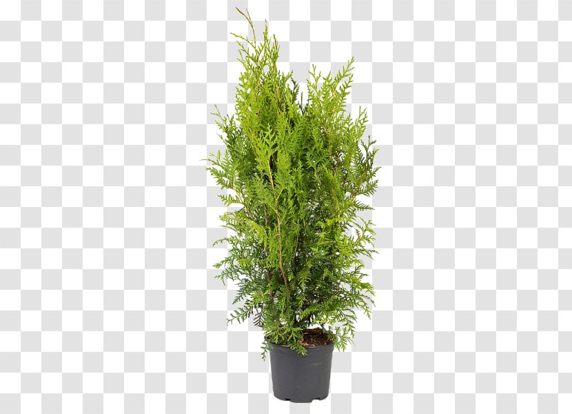 Arborvitae Conifers Chamaecyparis Lawsoniana Ornamental Plant False Cypress - Family - Thuja Transparent PNG