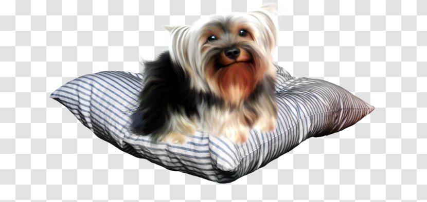 Yorkshire Terrier Australian Silky Puppy Companion Dog - Bed Transparent PNG