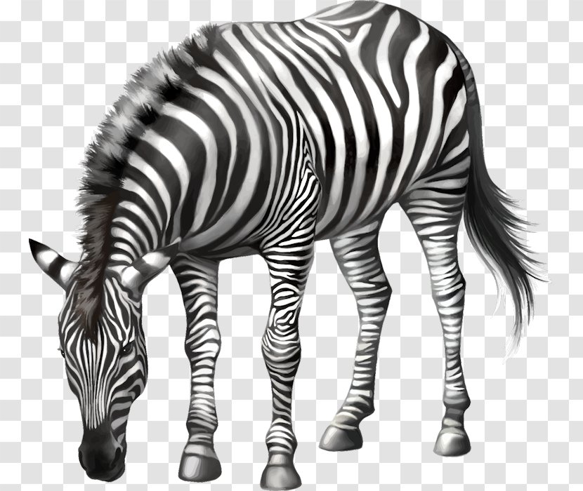Horse Zebra Stock Photography - Mammal - ZEBRE Transparent PNG