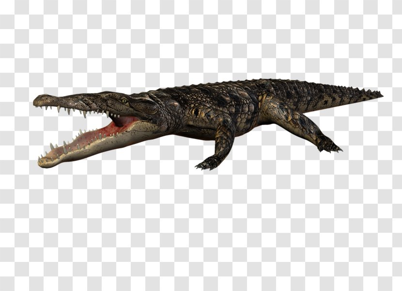 Nile Crocodile Alligators Animal Blog - Reptile Transparent PNG