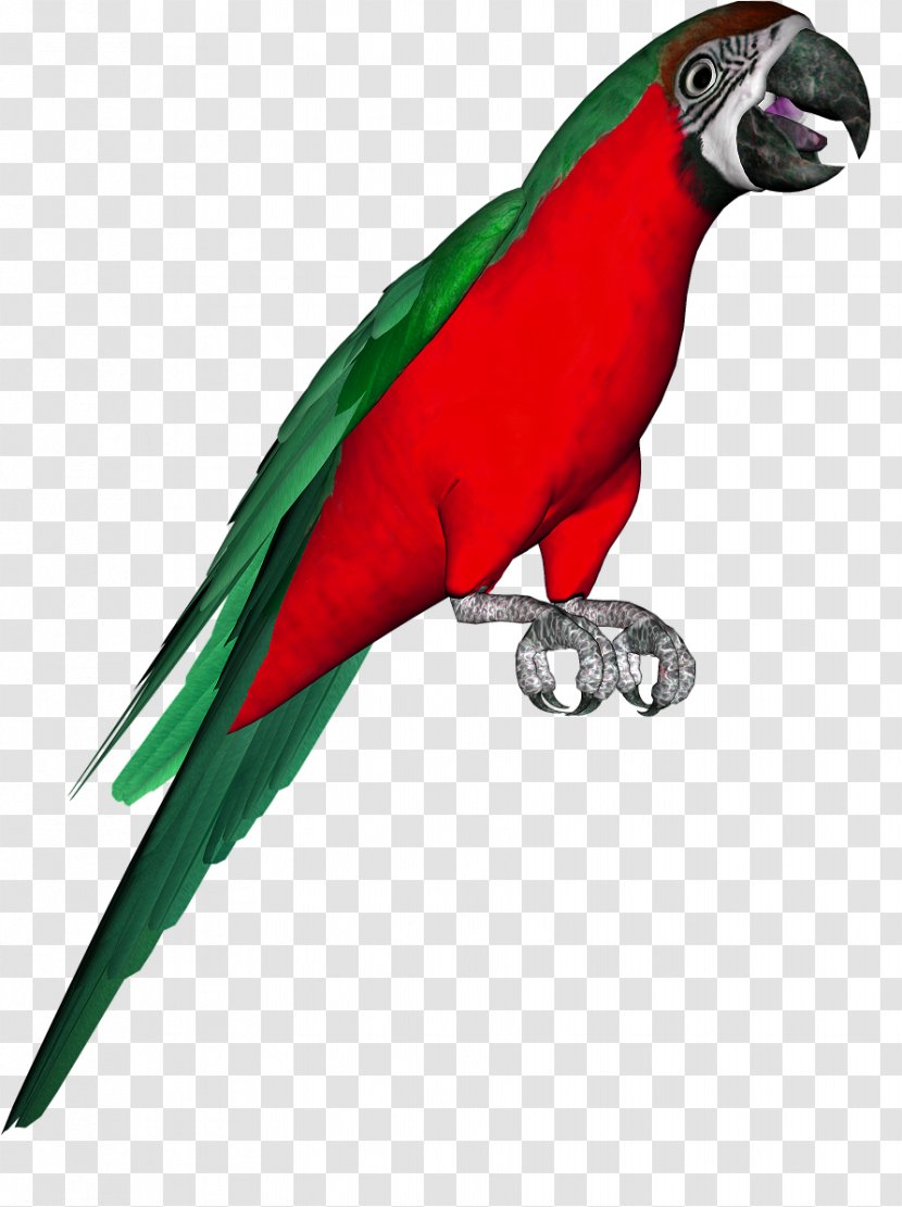 Macaw Parakeet Bird Budgerigar Beak Transparent PNG