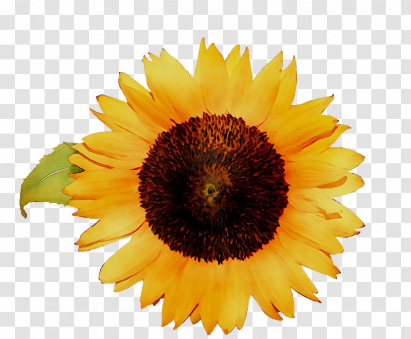 Sunflower Art Image Painting Illustration - Annual Plant - Flowering Transparent PNG