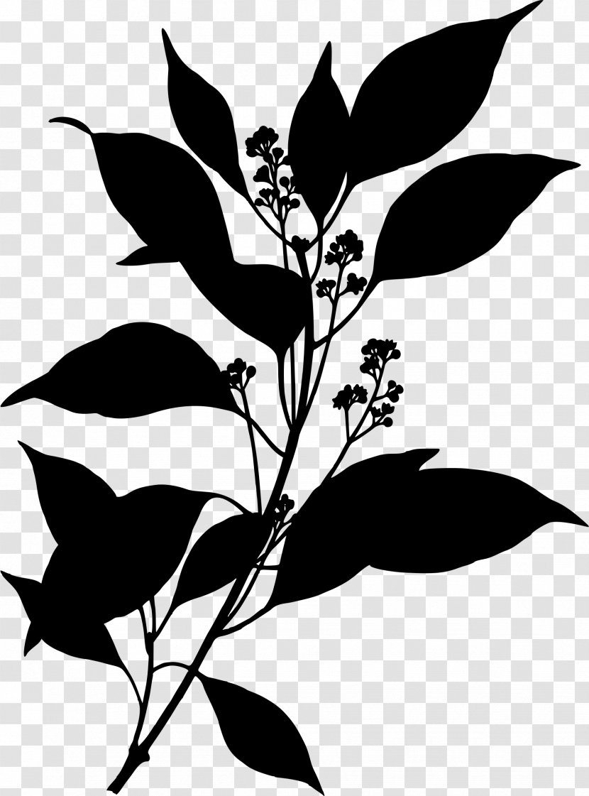 Camphor Tree Köhler's Medicinal Plants Chinese Cinnamon Cinnamomum Verum - Flora Transparent PNG