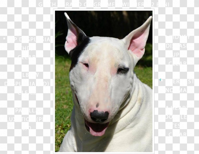 Miniature Bull Terrier And American Pit Old English Transparent PNG
