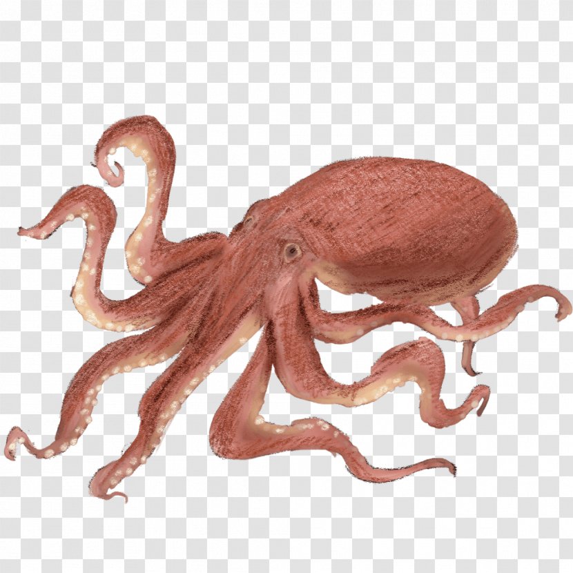 Octopus Takoyaki Gogo Yubari Squid - Marine Invertebrates - Tako Transparent PNG
