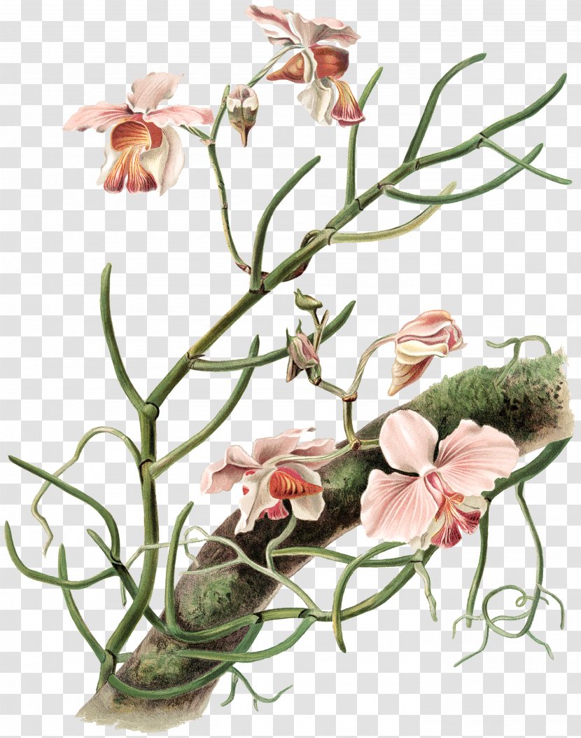 NYPL Public Library Floral Design Vintage - Flowering Plant - Orchid TREE Transparent PNG