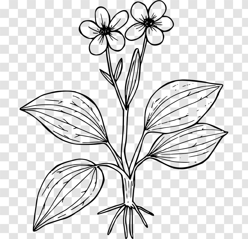 Ranunculus Glaberrimus Coloring Book Flower Worksheet Plant - Plantain Transparent PNG