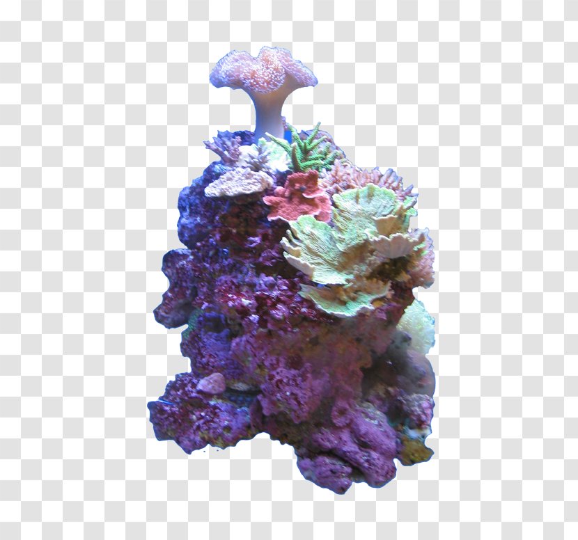 Coral Reef Color Deep-water Sea - Invertebrate Transparent PNG