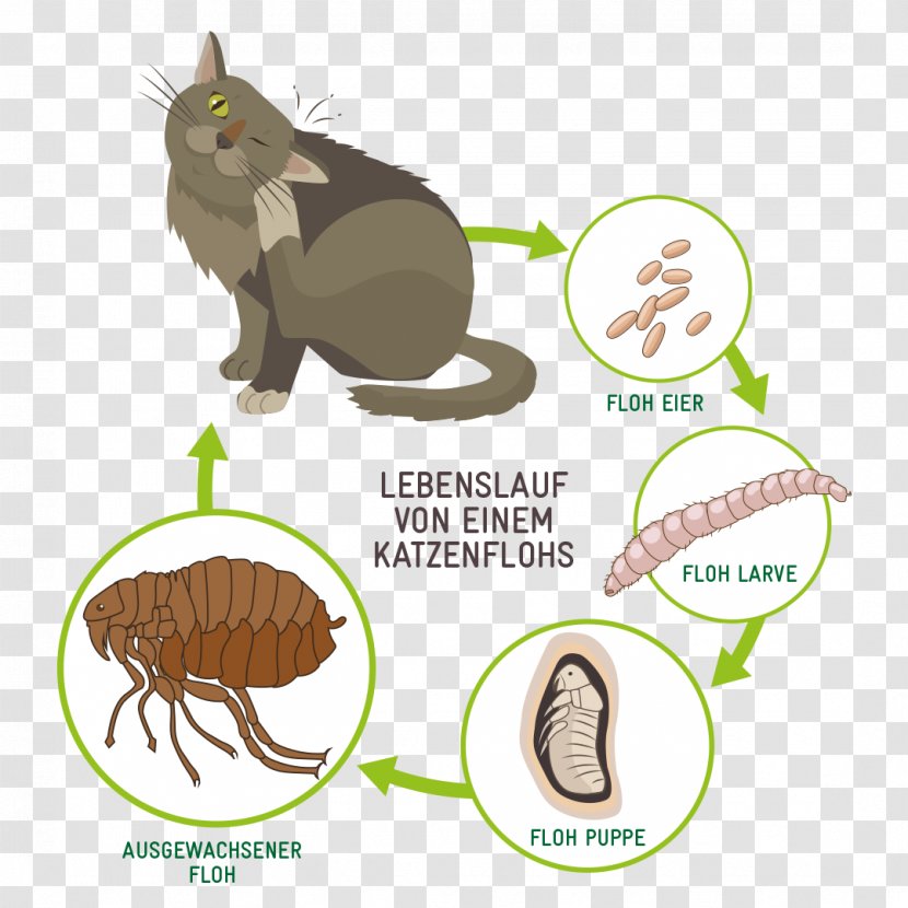 Cat Flea Dog Treatments - Oniscidea - Dandruff Transparent PNG