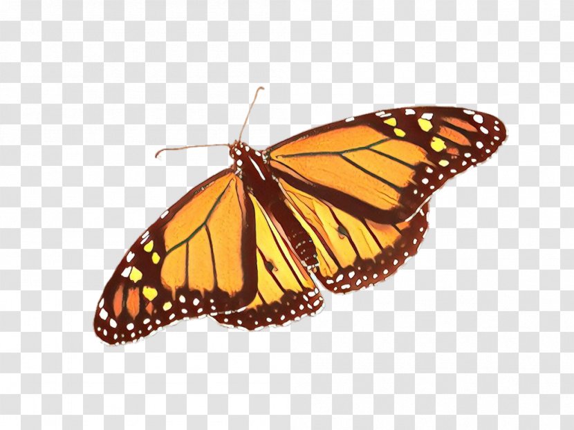 Monarch Butterfly - Viceroy - Pollinator Queen Transparent PNG