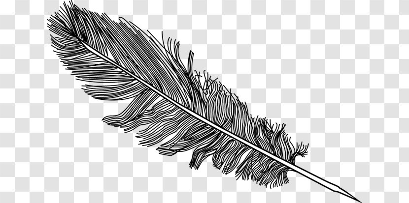 Bird Feather - Monochrome - Hand Drawn Transparent PNG