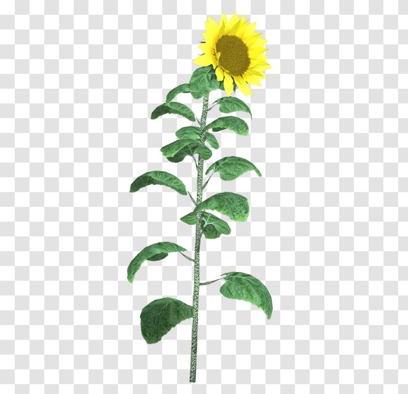 Sunflowers Cut Flowers Plant Stem - Seed - Flower Transparent PNG