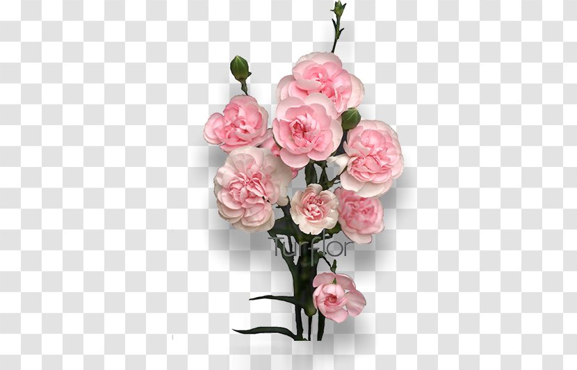 Cut Flowers Turflor Floral Design Garden Roses - Rose - Burgundy Transparent PNG