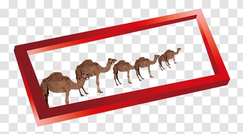Camel Download - Animal - Creative Border Transparent PNG