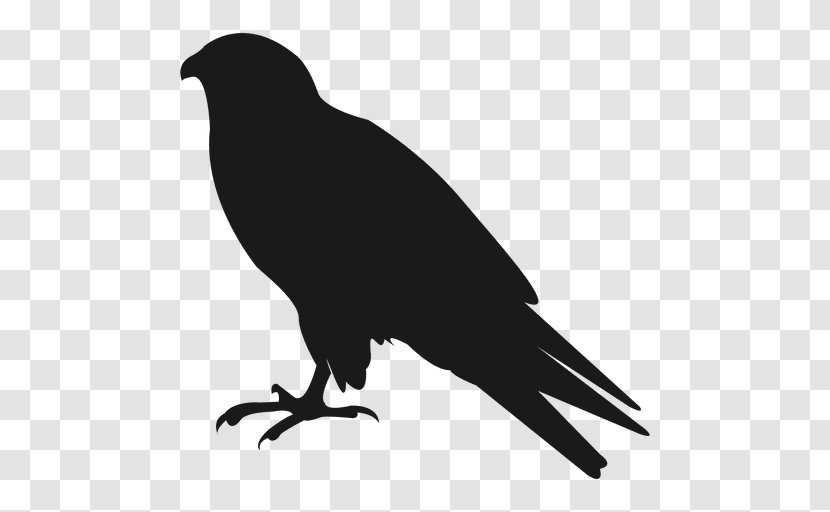 American Crow Silhouette Bird - Black And White - Raven Vector Transparent PNG