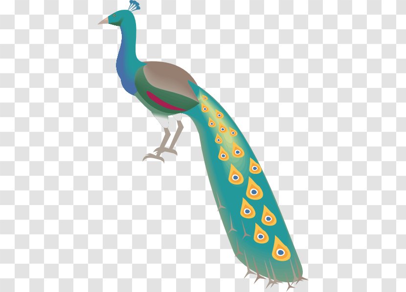 Indian Peafowl Clip Art Bird Feather - Beak Transparent PNG