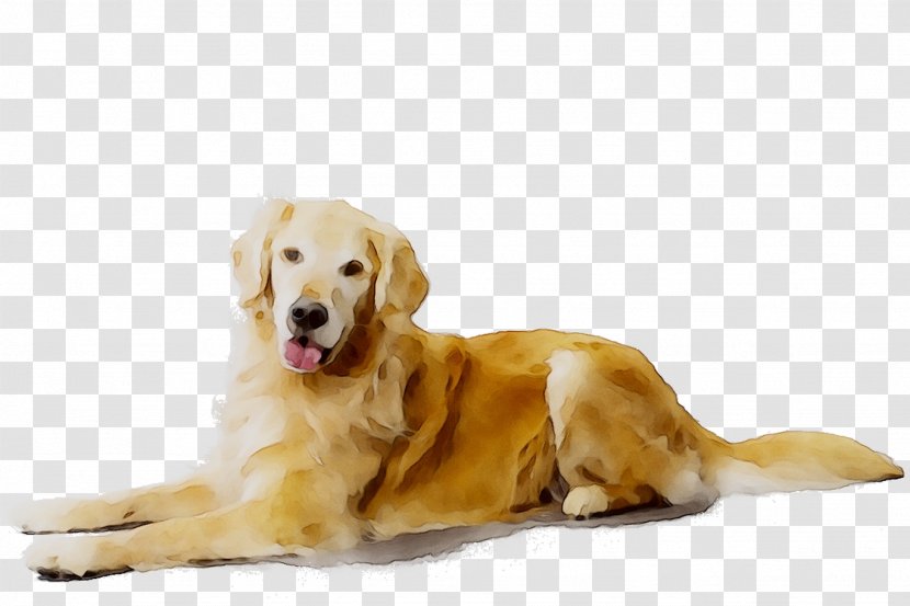 Golden Retriever Labrador Puppy Dog Breed Companion - Fawn - Fur Transparent PNG