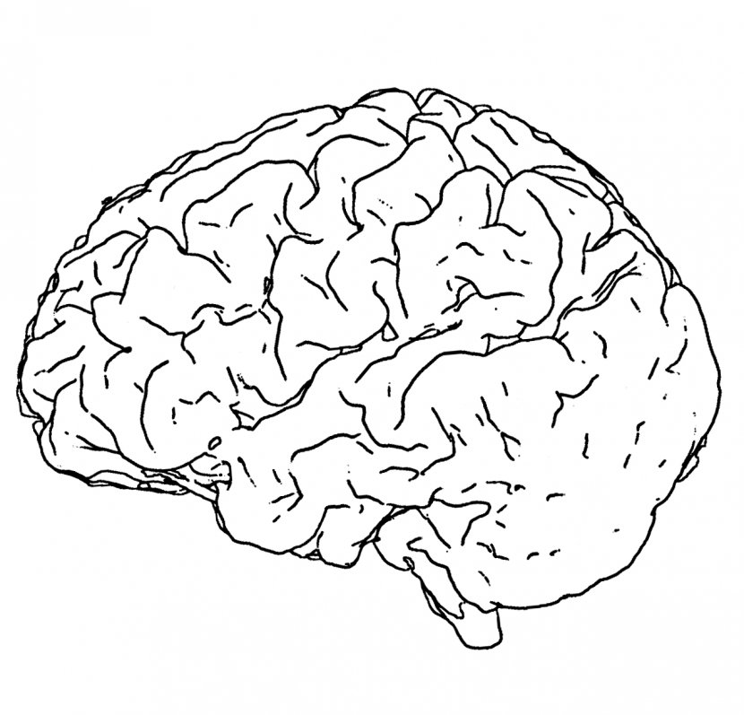 Human Brain Line Art Drawing Black And White - Heart Transparent PNG