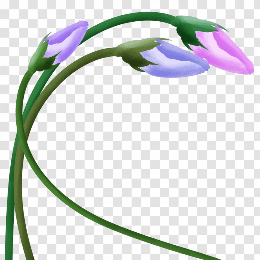 Japanese Morning Glory Flower Clip Art Illustration - Plant Transparent PNG