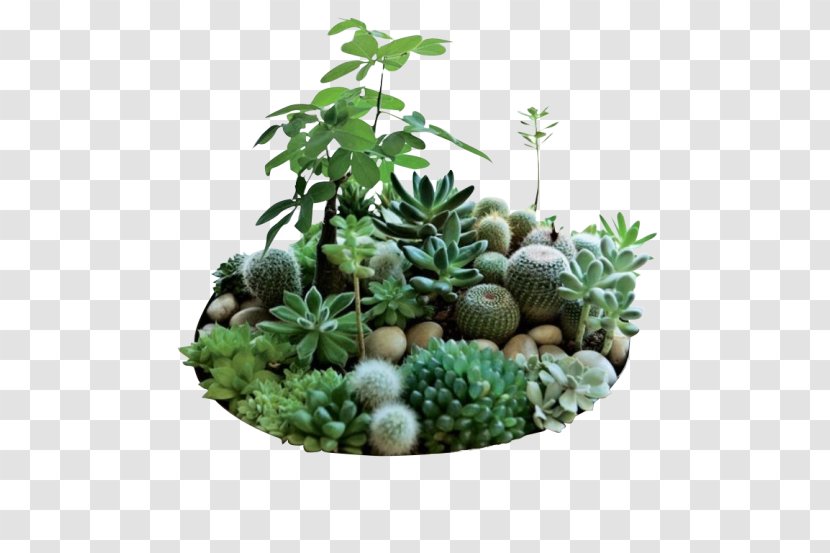 Houseplant Succulent Plant Cactaceae Garden Transparent PNG