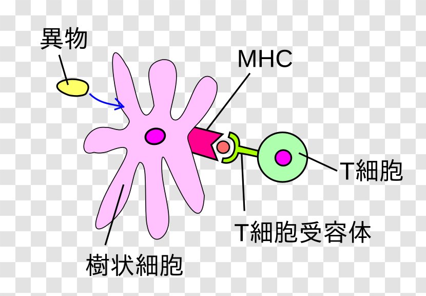 Cytokine Dendritic Cell Organism White Blood - Cartoon - Creative Writing Books Beginners Transparent PNG