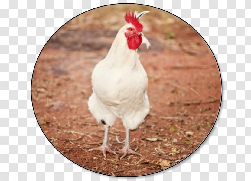 Leghorn Chicken Broiler Poultry Farming Rooster Hen - And Livestock Transparent PNG