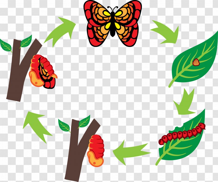 Butterfly Silkworm Caterpillar Clip Art - Cartoon - Big Chart Transparent PNG