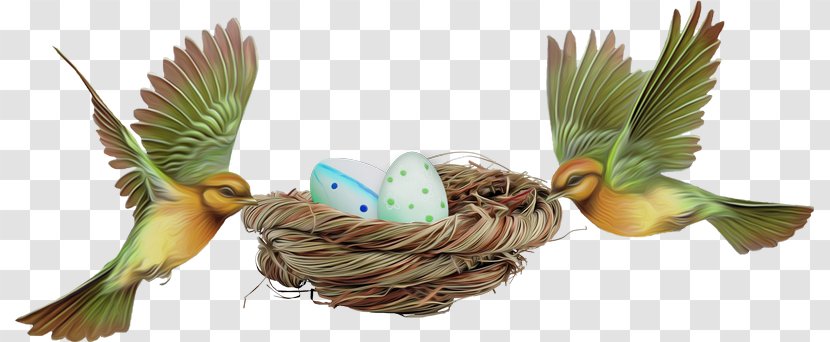 Bird Egg Easter Red Factor Canary - Fallopian Tube Transparent PNG