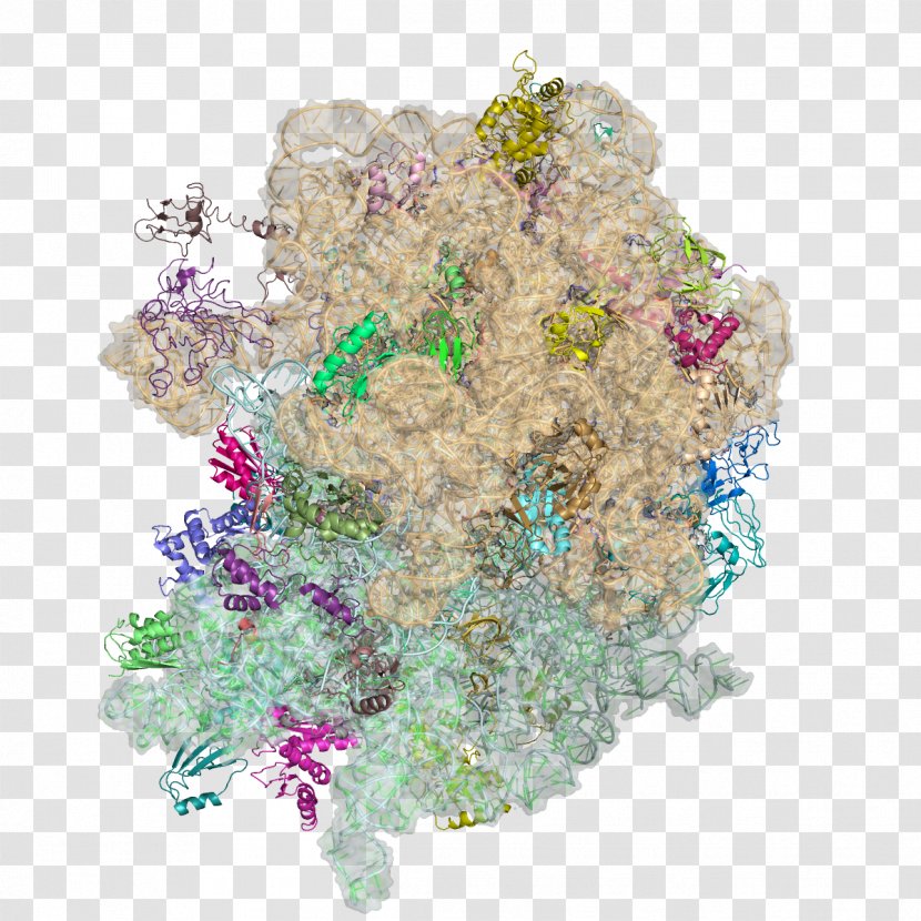 Ribosome Thermus Thermophilus Deinococcus Radiodurans Nobel Prize In Chemistry Protein - Cut Flowers - Pattern Transparent PNG