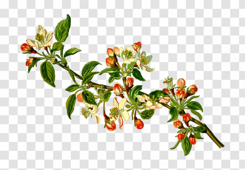 Köhler's Medicinal Plants Malus Sylvestris Apple Fruit Tree Transparent PNG
