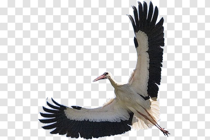 White Stork Bird Flamingos Pelican Конспект урока - Watercolor Transparent PNG
