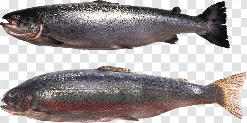 Fish - Fresh Water - Animal Source Foods Transparent PNG