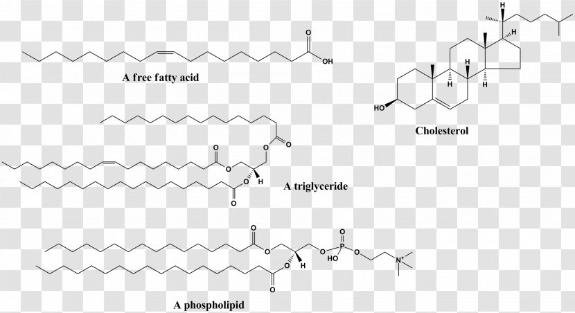 Hydrophobe Hydrophile Molecule Chemical Polarity Hydrophobic Effect - Catabolism - Biological Medicine Advertisement Transparent PNG