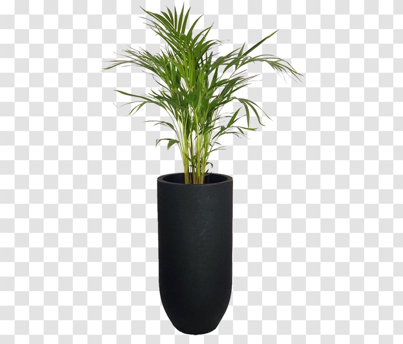 Arecaceae Flowerpot Garden Areca Palm Houseplant - Agave - Vase Transparent PNG
