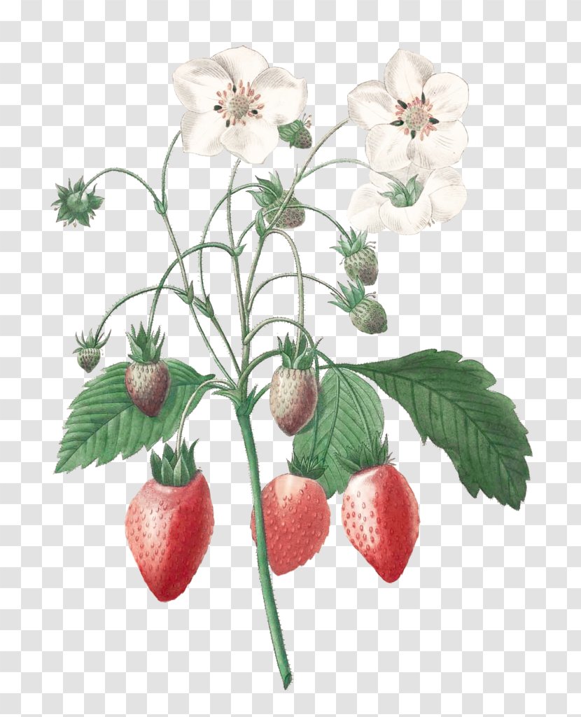 Pierre-Joseph Redouté (1759-1840) Choix Des Plus Belles Fleurs Botanical Illustration Art - Strawberry Transparent PNG