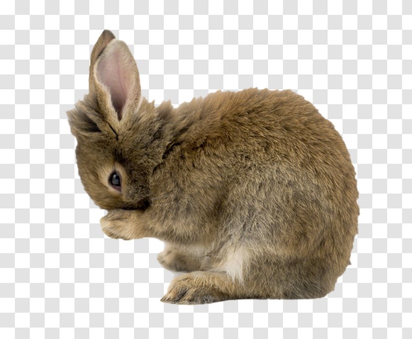 Mini Lop Domestic Rabbit Miniature Easter Bunny - Farm Animals Pets Transparent PNG