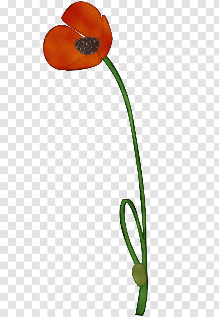 Plant Flower Tulip Plant Stem Transparent PNG