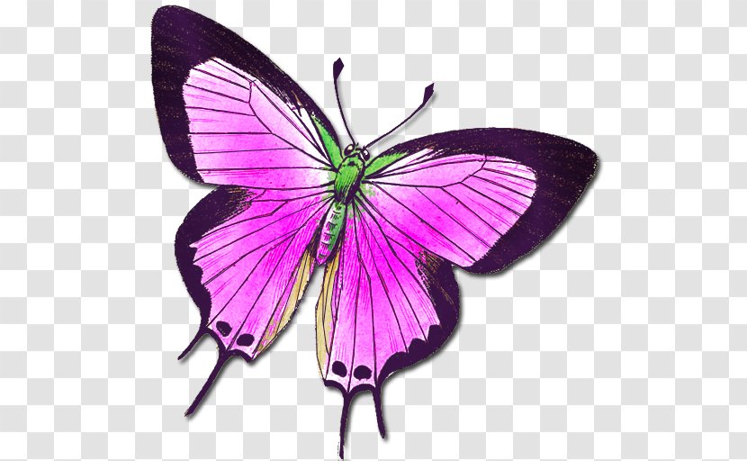 Butterfly Insect Animal Moth Clip Art - Butterflies Are Free - Buterfly Transparent PNG