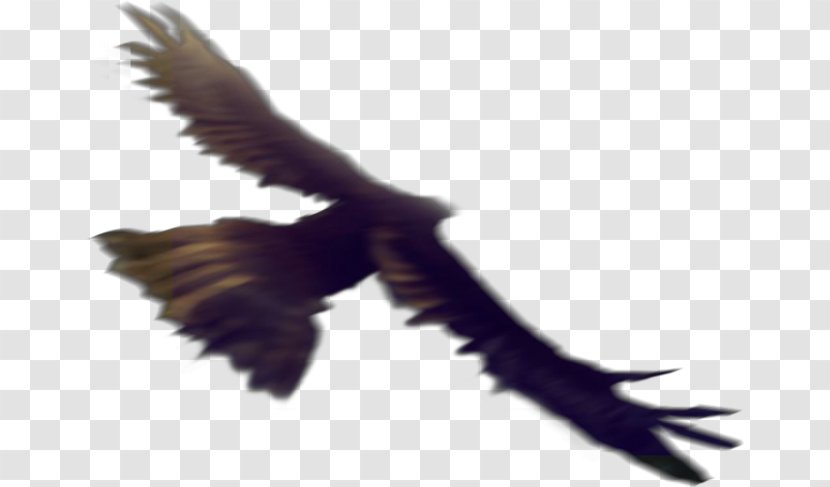 Eagle Bird Flight Hawk - Beak Transparent PNG