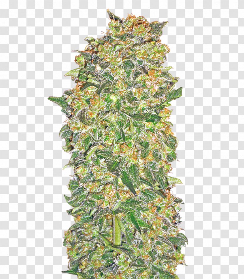 Seed Company Kush Cultivar Bank - Hemp Transparent PNG