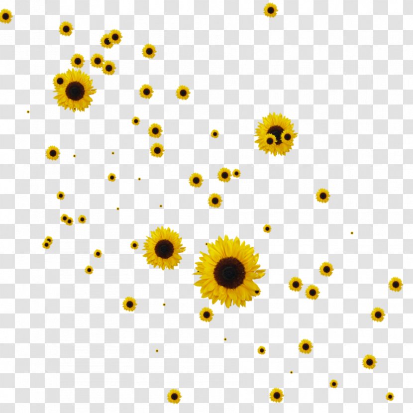 Common Sunflower Drawing Clip Art - Clipart Collection Transparent PNG