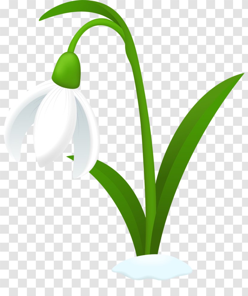 Galanthus Nivalis Flower Clip Art - Hyacinth - Au Cliparts Transparent PNG