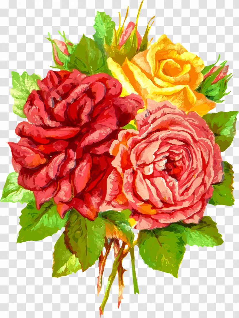 Garden Roses Cabbage Rose Best Gift Blue Transparent PNG