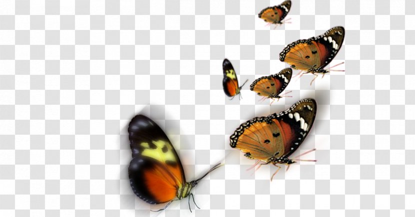 Butterfly Clip Art - Wordpress - Frame Transparent PNG