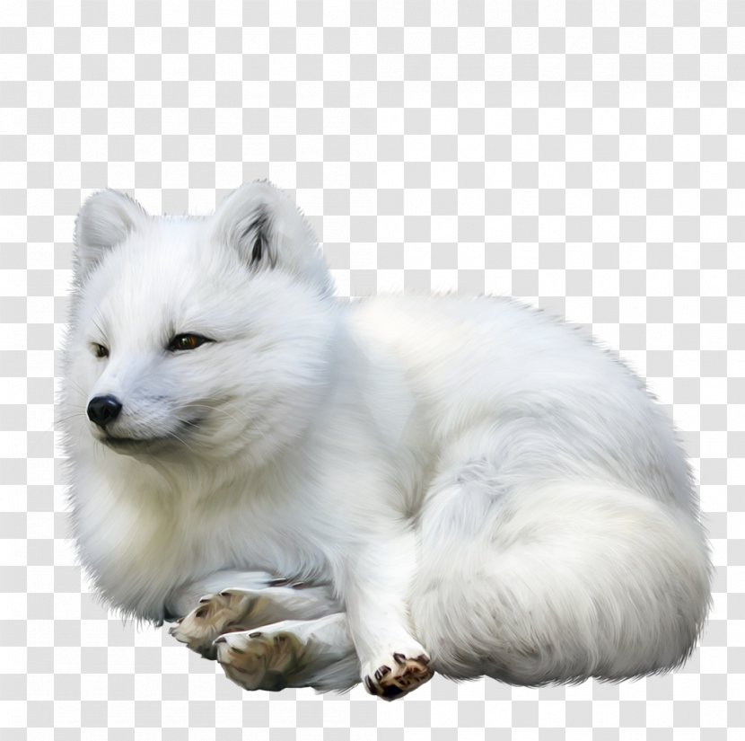 Arctic Fox Champagne Idea Alaskan Tundra Wolf - Carnivoran Transparent PNG