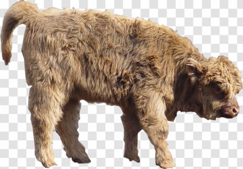 Cattle Rhinoceros Lagotto Romagnolo American Bison Dog Breed - Horn - Calf Transparent PNG