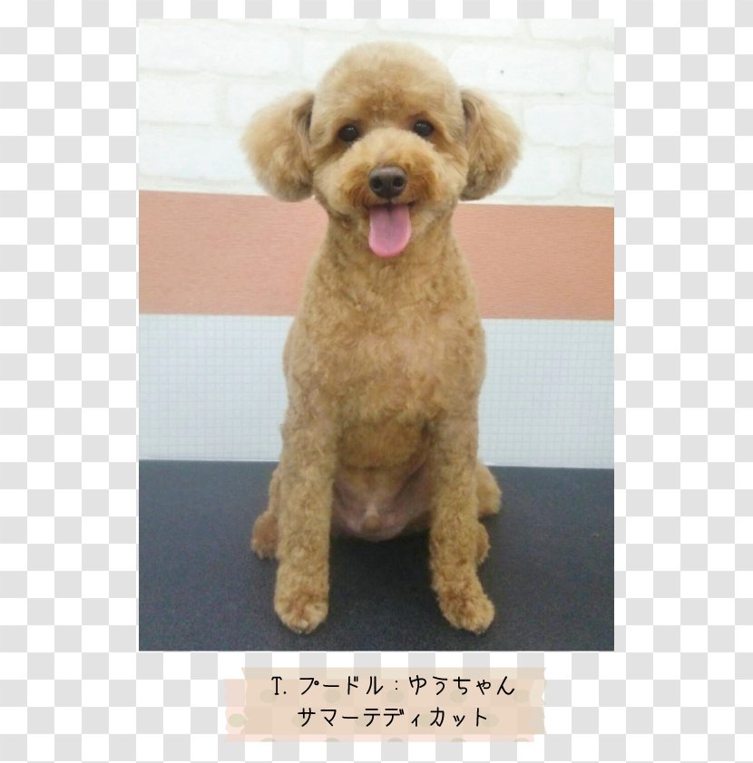 Miniature Poodle Toy Standard Cockapoo Goldendoodle - Snout - Dog Hairdress Transparent PNG