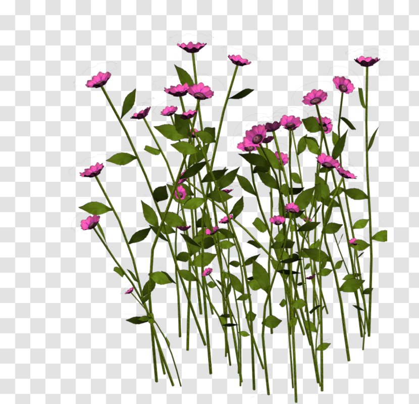 Flower - Plant - Parterre Transparent PNG